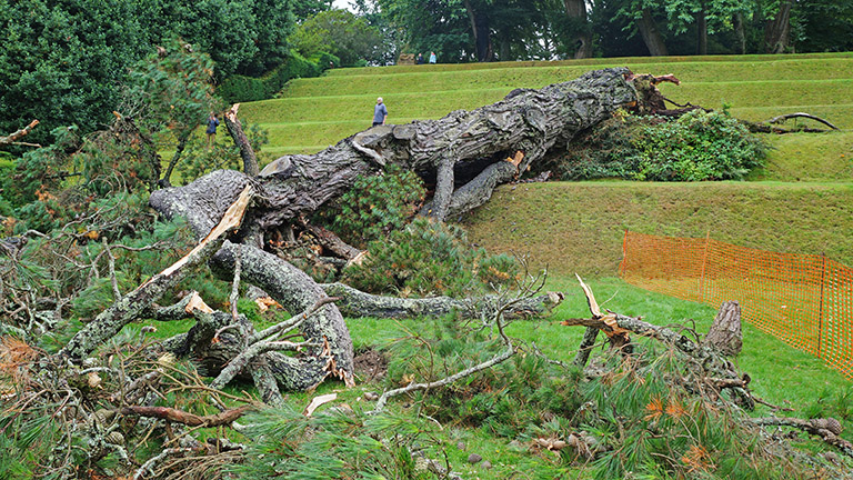 Monterey Pine falls in Tiltyard