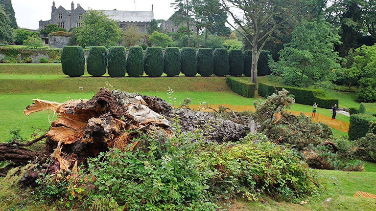 Future of fallen Monterey Pine revealed