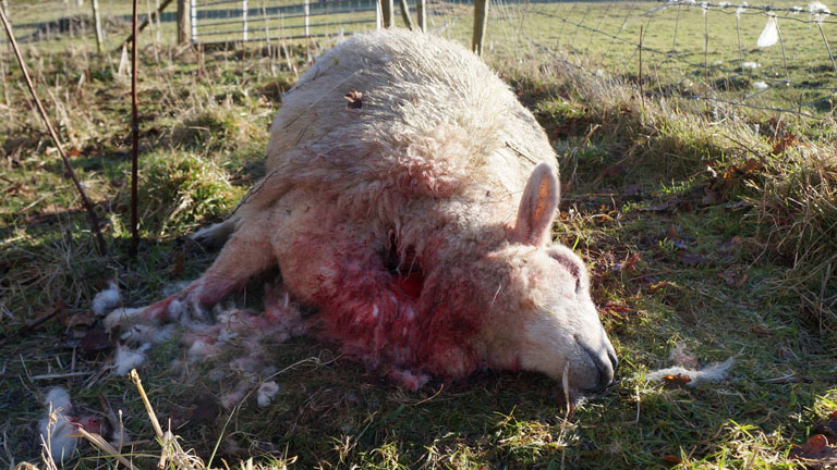 Sheep after dog attach