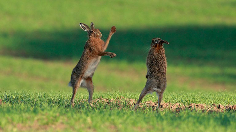 March hares (image: RSPB)