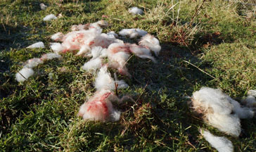 Bloodied sheep's wool after attack on Little Bo People flock