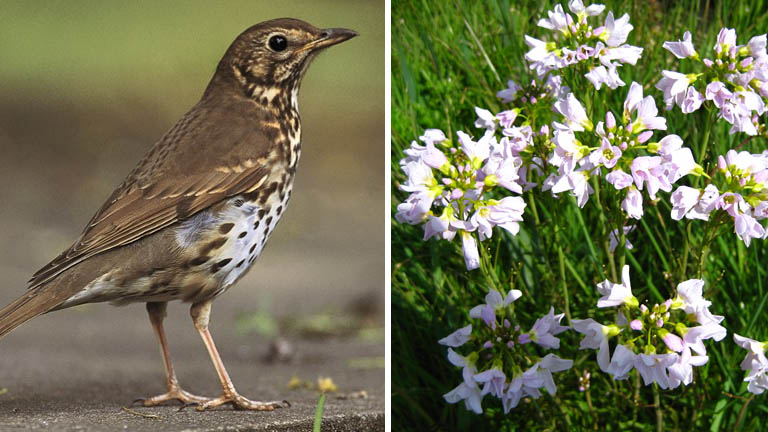 Thrush with spring flowers