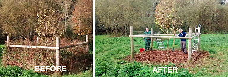 Before and after views of the Black Poplar conservation process