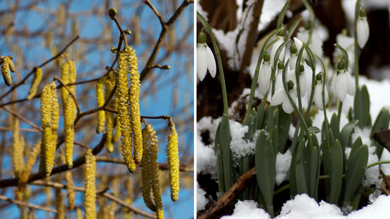 Catkins and snowdrops