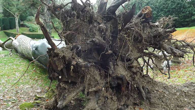 Fallen chestnut in Dartington's grounds