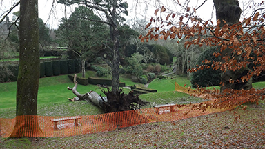 The chestnut was one of a line of similarly-aged trees