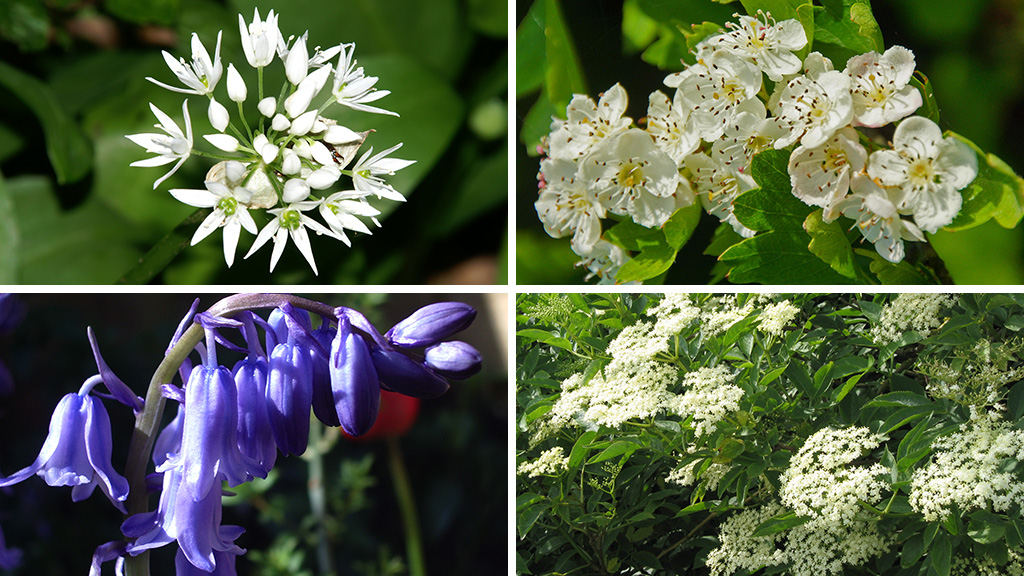 Clockwise from top left: Wild garlic flowers, white hawthorn, elderflowers, bluebells