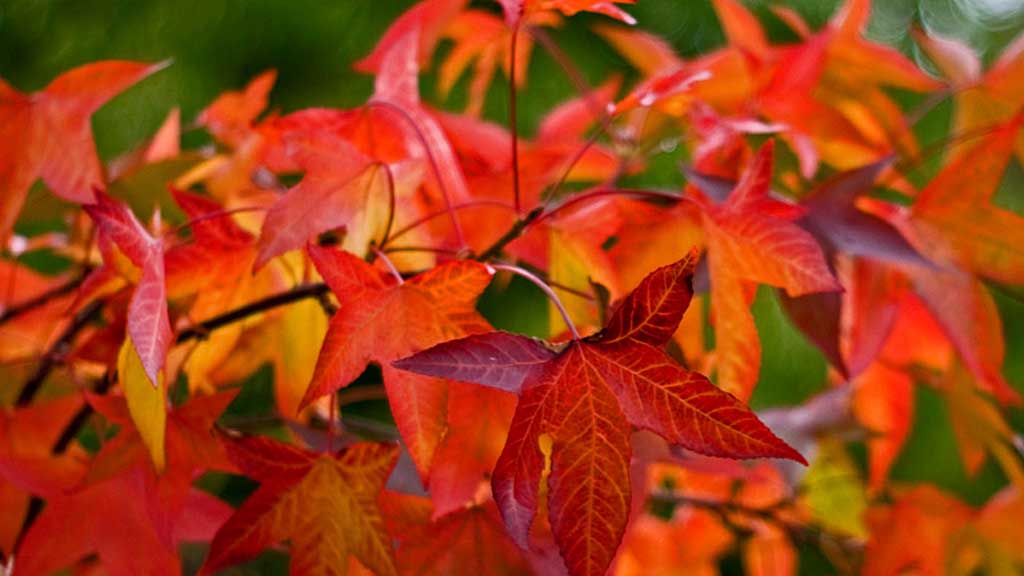 Gardens blog: Autumn highlights to look out for