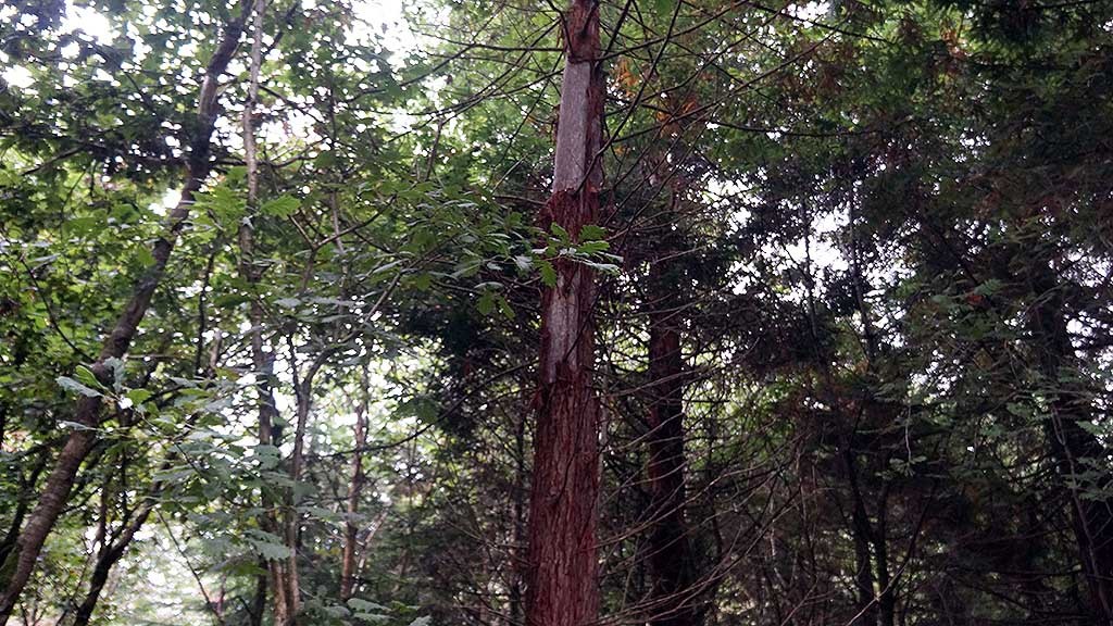 Redwood denuded by squirrels in North Wood