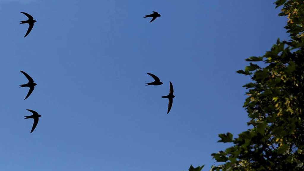 Swallows in flight. Image: RSPB