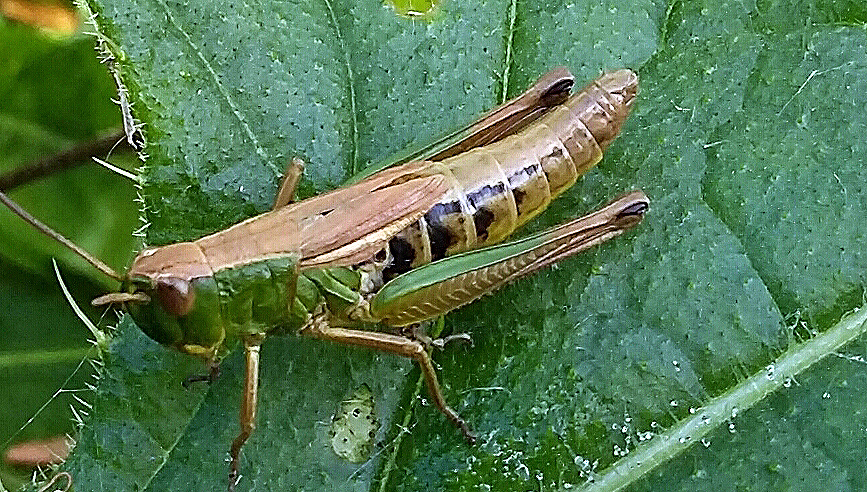 Meadow Grasshopper. Photograph taken by Vicky Churchill, Woodlands and Conservation Volunteer, in one of the grasslands on the Dartington estate