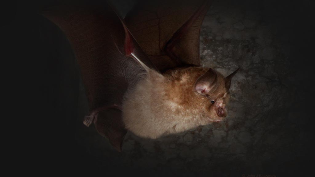 Greater Horseshoe bat (image: Devon Greater Horseshoe Bat Project)