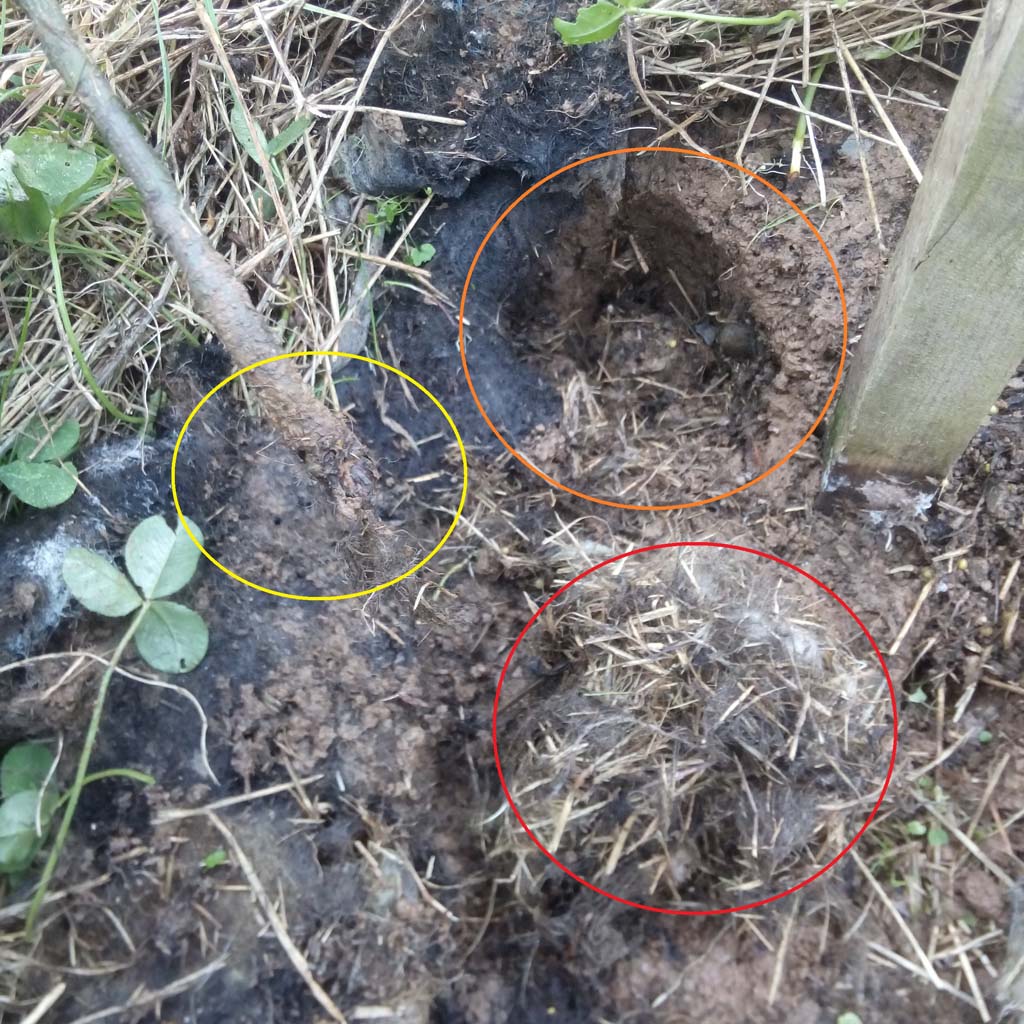 vole damage in agroforestry field