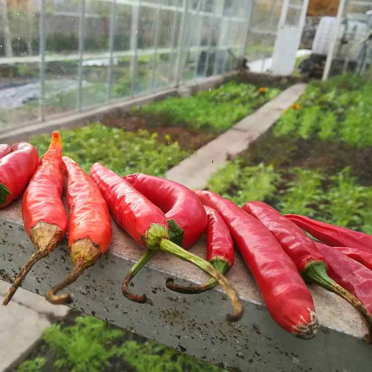 Dartington Walled Garden. Photo: Sarah Coates