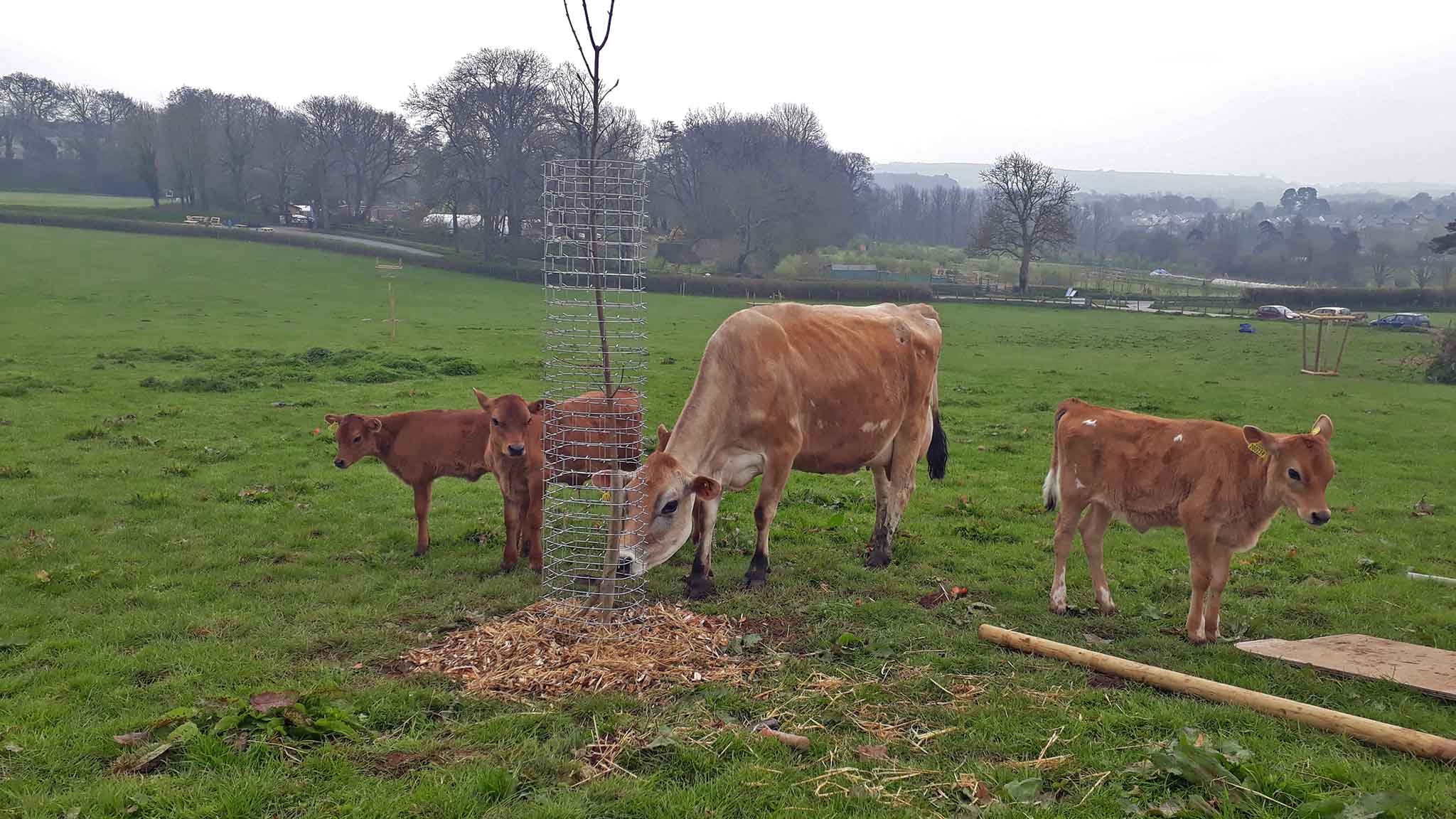 Cows mill around one of our new Cactus Guards on Plum Plot