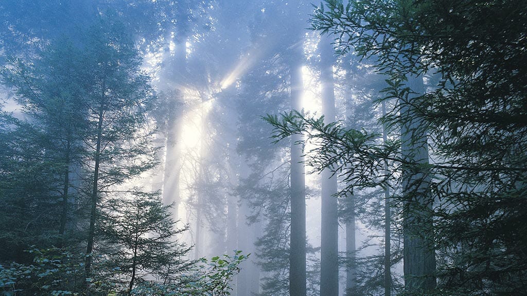 Pine trees on the Dartingtone estate