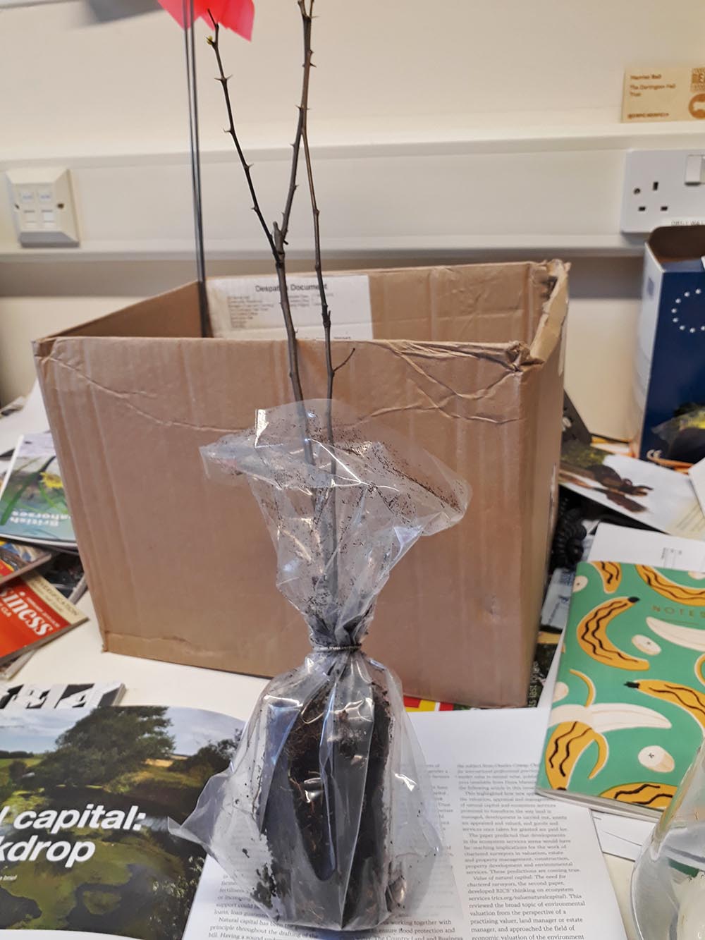 Black Locust tree on Harriet's desk