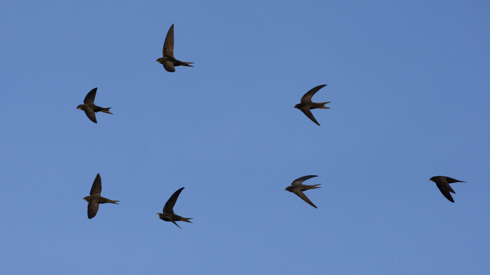swifts in flight