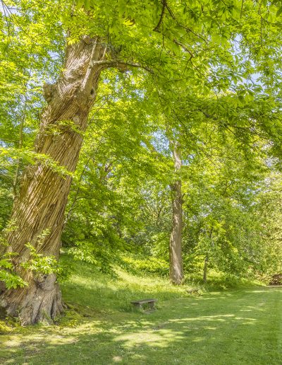 Dartington Gardens